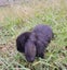 Mini Lop Bunny Boy Carousel 1