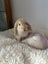 Minilop bunny and hutch Carousel 1
