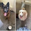 Great family border collie Carousel 3