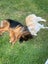 Great family border collie Carousel 4