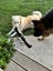Great family border collie Carousel 5