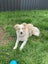 Great family border collie Carousel 1