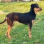 Sadie - Huntaway X - BOI Animal Rescue Trust Carousel 1