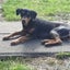 Sadie - Huntaway X - BOI Animal Rescue Trust Carousel 4