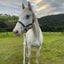 Spirit - Knabstrupper - BOI Animal Rescue Trust Carousel 2