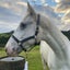 Spirit - Knabstrupper - BOI Animal Rescue Trust Carousel 3