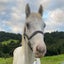 Spirit - Knabstrupper - BOI Animal Rescue Trust Carousel 1