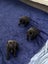SHAR PEI X PUPPIES FOR SALE Carousel 15