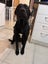 SHAR PEI X PUPPIES FOR SALE Carousel 17