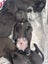 SHAR PEI X PUPPIES FOR SALE Carousel 13