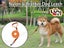 PTN NEW Dog Lead Sale - Sale Sale Carousel 1
