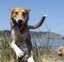 "Honey" - Georgeous and friendly dog Carousel 1