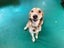 "Honey" - Georgeous and friendly dog Carousel 2