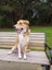 "Honey" - Georgeous and friendly dog Carousel 3