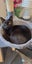 Please consider us…Rescue Mum and kittens. Carousel 3