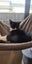 Please consider us…Rescue Mum and kittens. Carousel 4