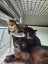 Please consider us…Rescue Mum and kittens. Carousel 6