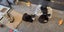 Please consider us…Rescue Mum and kittens. Carousel 7