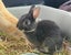 Baby Netherland Dwarf rabbits, pick up Helensville. Ready 26 May Carousel 12