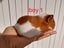 4 Adorable Baby Guinea Pigs (2 Boys, 2 Girls) Carousel 3