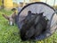 Flemish Giant Rabbits Carousel 2
