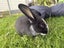 Flemish Giant Rabbits Carousel 3