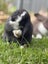 Flemish Giant Rabbits Carousel 4