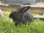 Flemish Giant Rabbits Carousel 6