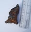 Geothite - Mexico Carousel 9