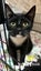 LONELY MIAOW KITTEN - SHELLEY Carousel 1
