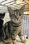 LONELY MIAOW KITTEN - PENNY Carousel 1