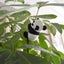 6pcs Cute Panda Doll Plush Mini Potted Muppets Clip Accessories Curtain Curta... Carousel 6