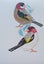 Goldfinch mates - by Jan FitzGerald Carousel 1