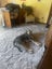 sweet soul in need of a home Carousel 4