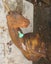 ART TAXIDERMY HUNTING ANIMAL 3D ARCHERY TARGET ANTELOPE Carousel 3