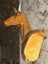 ART TAXIDERMY HUNTING ANIMAL 3D ARCHERY TARGET ANTELOPE Carousel 1