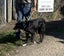 Tasman Pound Dog Jackie is looking for a home Carousel 4