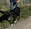 Tasman Pound Dog Jackie is looking for a home Carousel 5