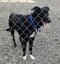 Tasman Pound Dog Jackie is looking for a home Carousel 6