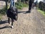 Tasman Pound Dog Jackie is looking for a home Carousel 7