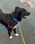 Tasman Pound Dog Jackie is looking for a home Carousel 8