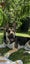 Beautiful German Shep cross Huntaway Carousel 2