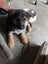 German Shepherd Puppies Carousel 3