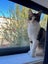 Rescue kitten Sandy Carousel 2
