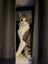 Rescue kitten Sandy Carousel 4