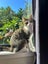 Rescue kitten Sandy Carousel 5