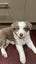 Puppies lilac border collie Carousel 8