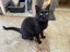 Brave Paws Cat Rescue - Cats - The Blues Brothers Carousel 2