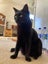 Brave Paws Cat Rescue - Cats - The Blues Brothers Carousel 6