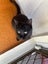 Brave Paws Cat Rescue - Cats - The Blues Brothers Carousel 7